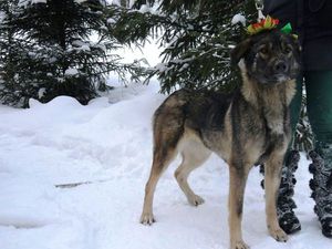 собака ищет домЖуча. Обыкновенная история.....Нужны перепосты! | Ярмарка Мастеров - ручная работа, handmade собака ищет дом