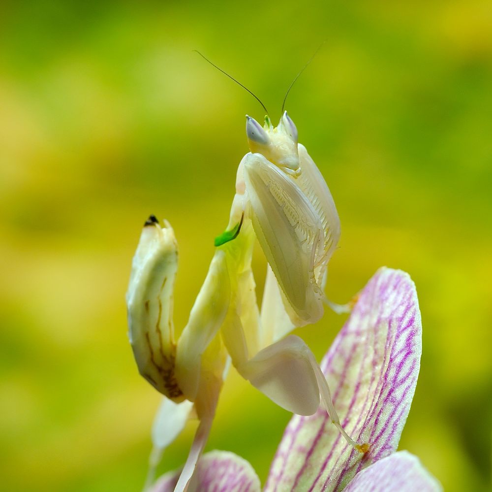 Орхидейный богомол (Hymenopus coronatus): Персональные записи в журнале  Ярмарки Мастеров