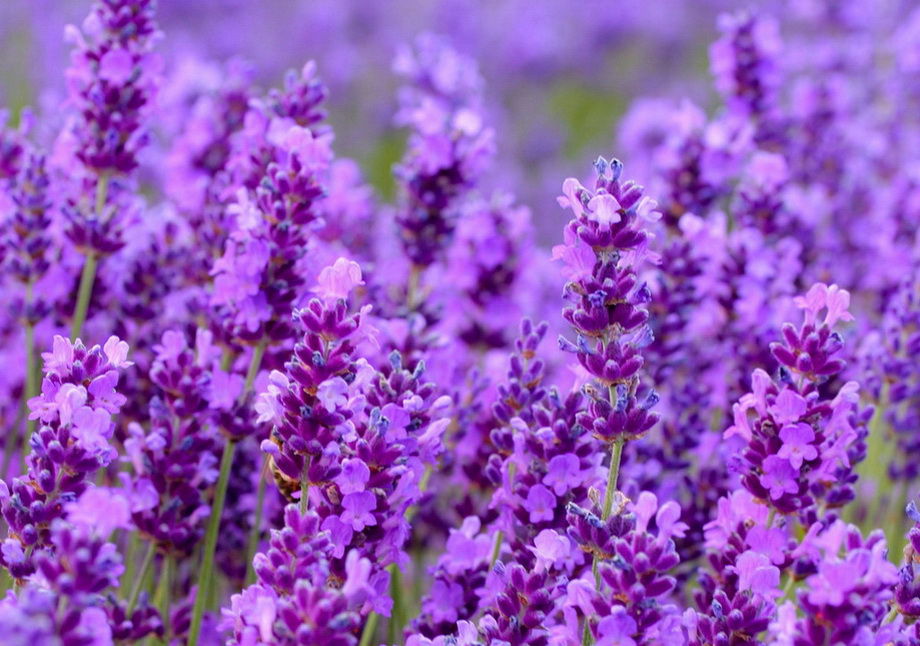 Растения фиолетового цвета названия и фото
