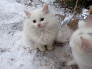 животные, помощь животным, меньшие наши, помогите, в хорошие руки, в добрые рукиДачники...Посмотрите,может приглянется кто-нибудь! | Ярмарка Мастеров - ручная работа, handmade животные, помощь животным, меньшие наши, помогите, в хорошие руки, в добрые руки