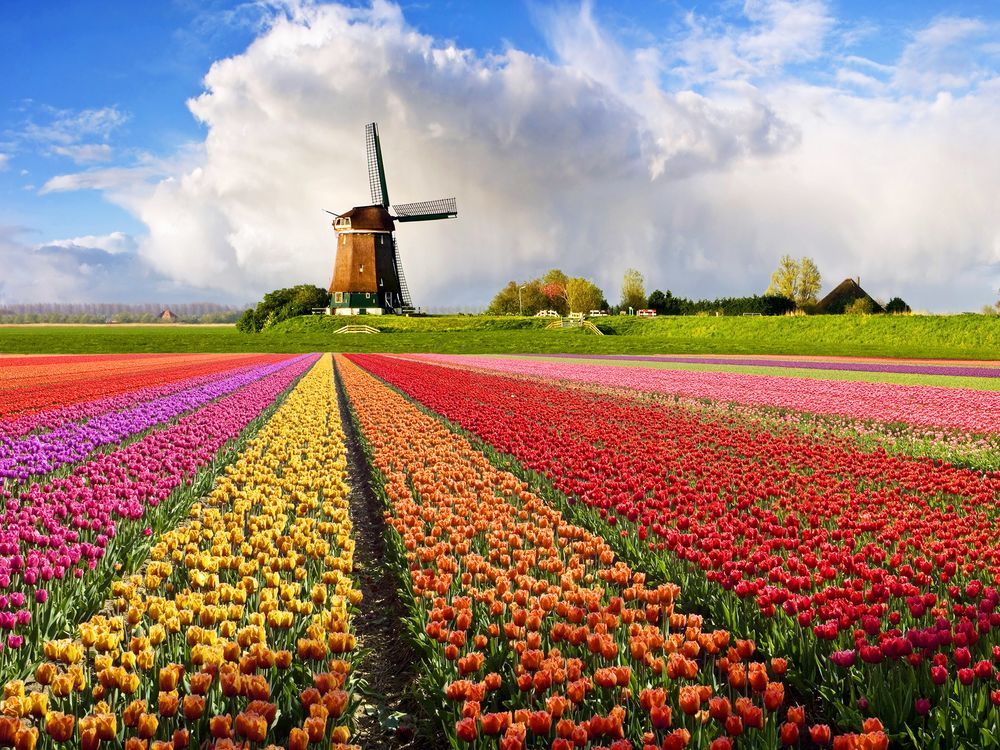 Такие разные тюльпаны. История весеннего цветка, фото № 17 Такие разные тюльпаны. История весеннего цветка, фото № 17