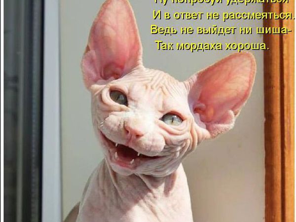 А вы хотите подарок? Мастер