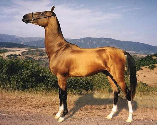Золотые кони. Необычные масти лошадей, фото № 9