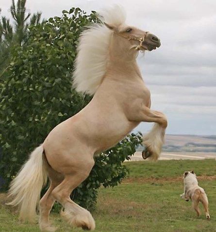 Золотые кони. Необычные масти лошадей, фото № 18
