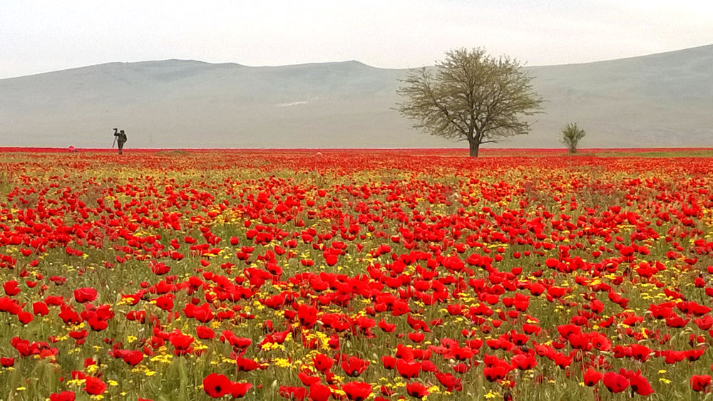 Маковое поле в дагестане фото