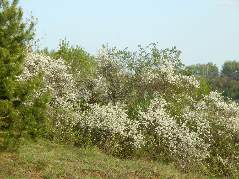 Цветущий край, Белгородчина., фото № 23