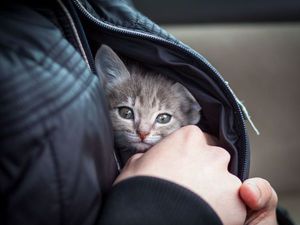 благотворительный аукцион, благотворительность, аукционБлаготворительный аукцион в пользу Алисы, Муси и других. | Ярмарка Мастеров - ручная работа, handmade благотворительный аукцион, благотворительность, аукцион
