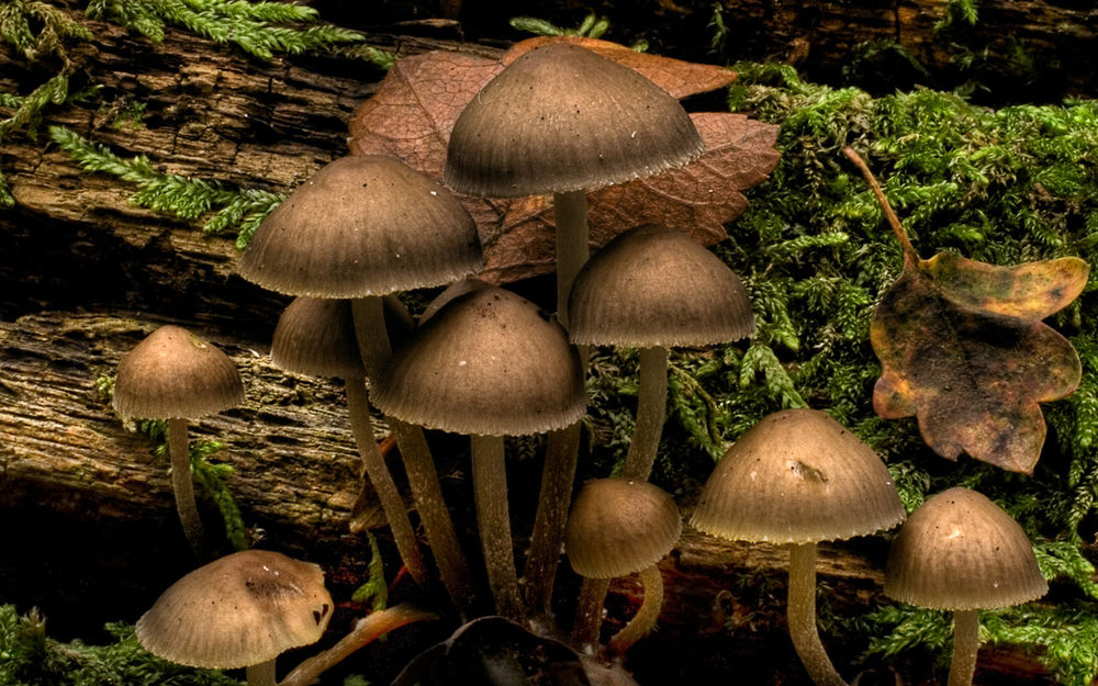 Почему грибы растут на газоне? | 