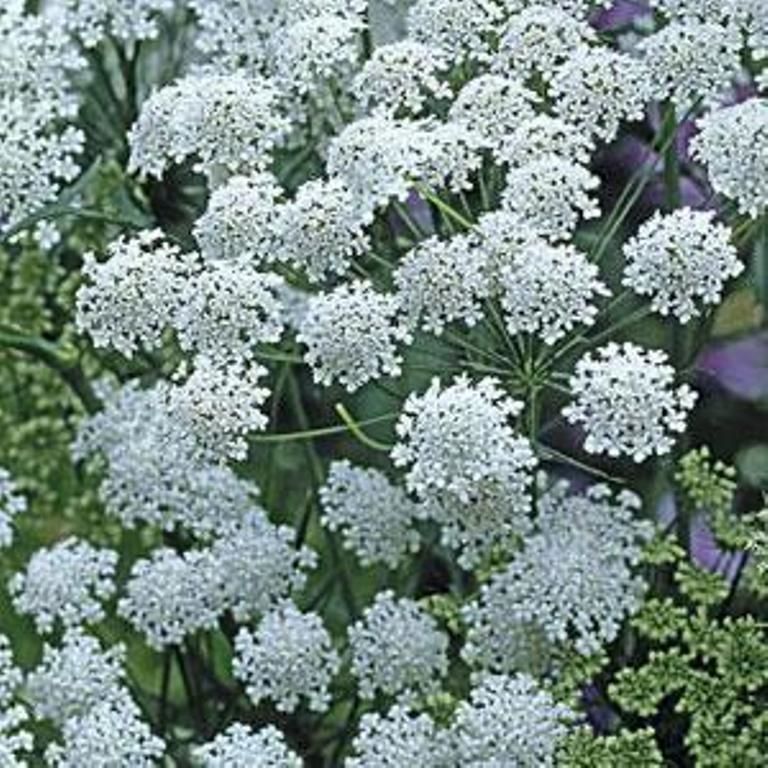 Ammi majus l