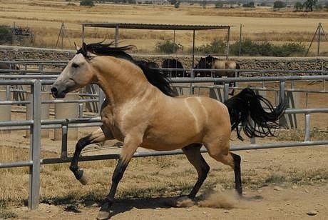 Золотые кони. Необычные масти лошадей, фото № 11