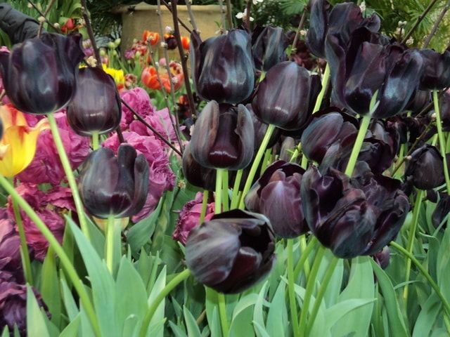 Такие разные тюльпаны. История весеннего цветка, фото № 61 Такие разные тюльпаны. История весеннего цветка, фото № 61