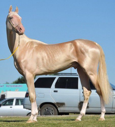 Золотые кони. Необычные масти лошадей, фото № 21