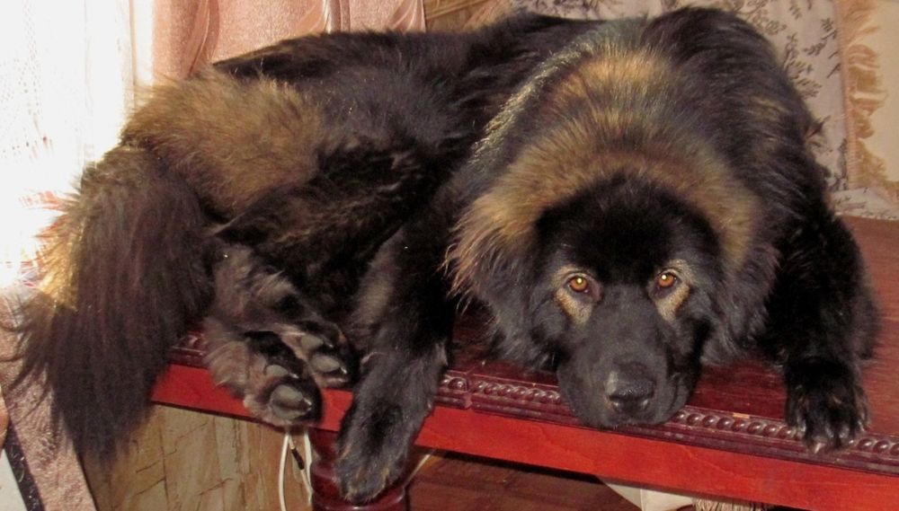 Кашемир — это круто! Вот только что это и что на самом деле круто. БМВ ...