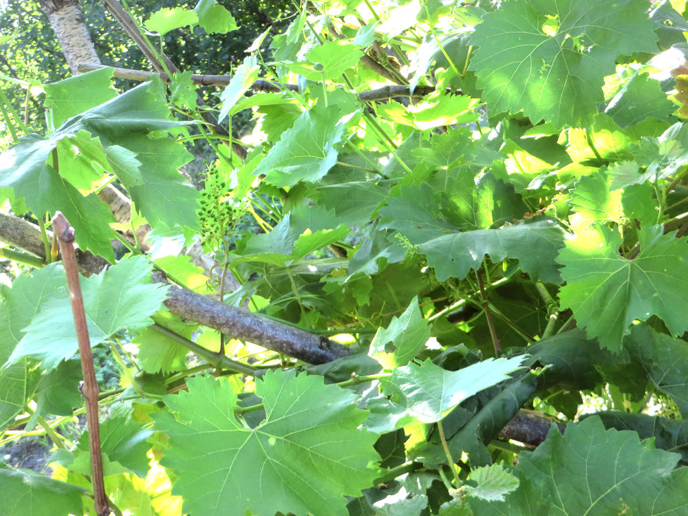 Какие листья бывают у винограда фото