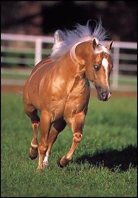 Золотые кони. Необычные масти лошадей, фото № 16