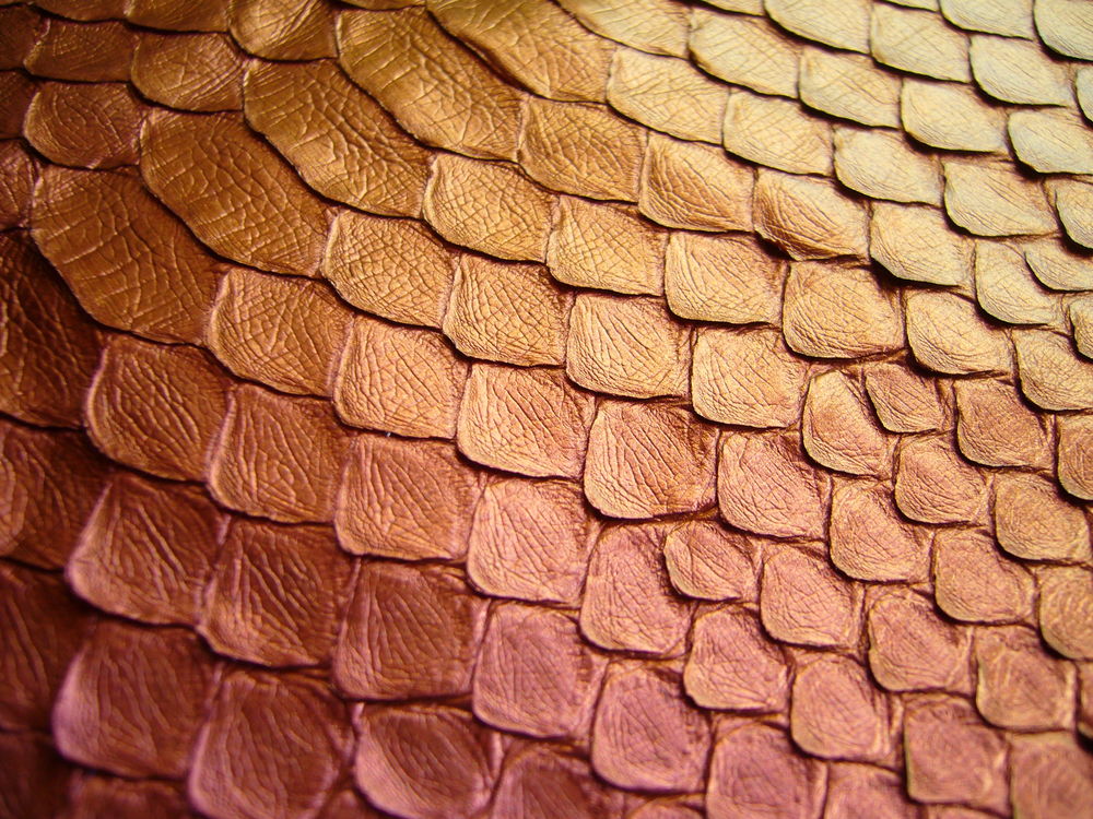 Чешуя картинки. Dragon Skin – «шкура дракона». Чешуя. Чешуя змеи.