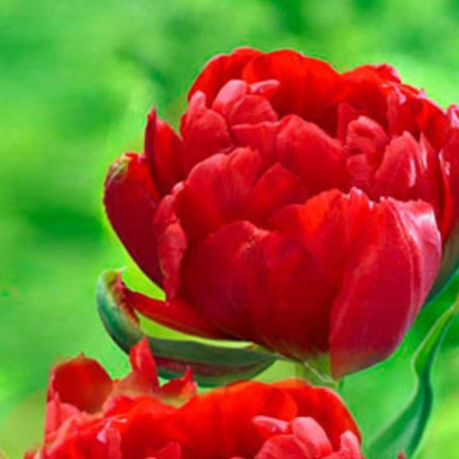 Такие разные тюльпаны. История весеннего цветка, фото № 7