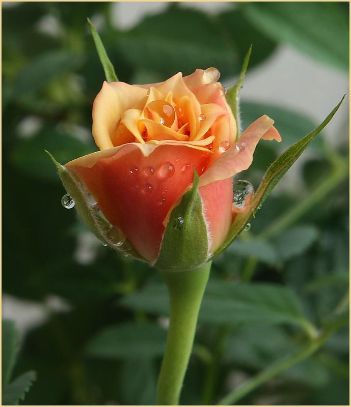 Розы вдохновения. Роза Дарлинг. Розы вдохновения фото. Розы Лонгер ласфинг.