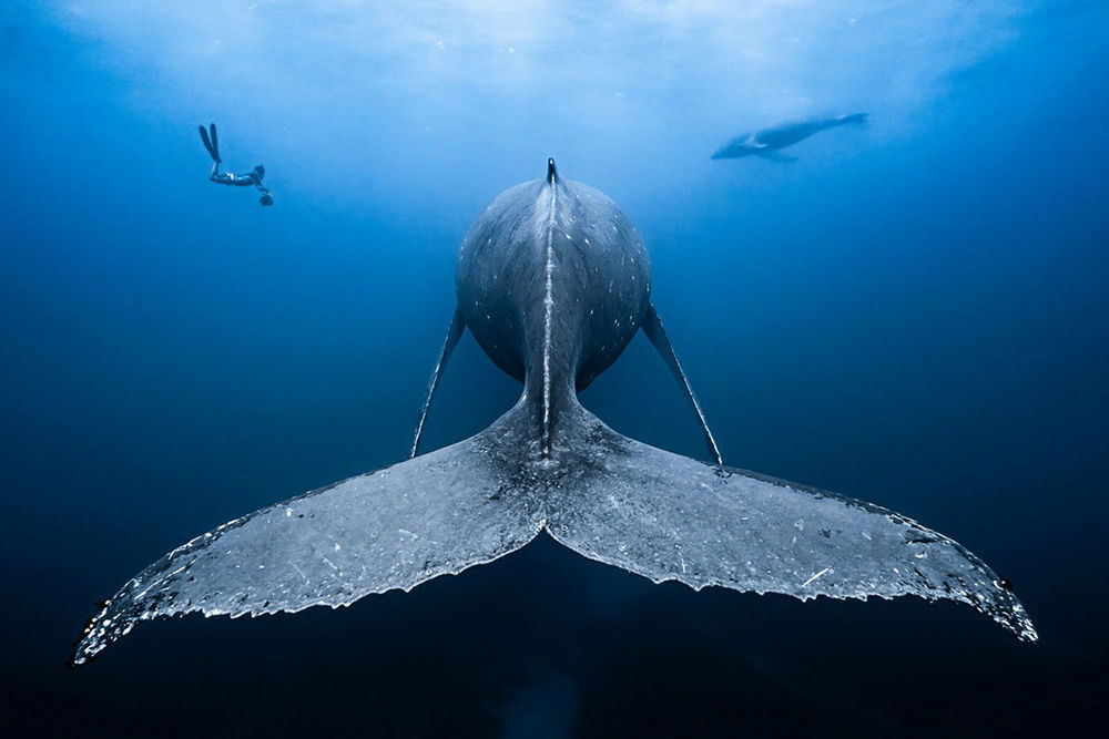 22 лучших фото подводного мира победители конкурса cean rt 2018, фото № 37