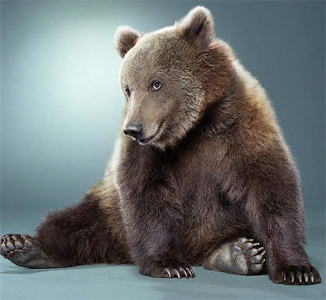 Сибирский мишка бмв