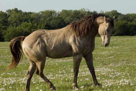 Золотые кони. Необычные масти лошадей, фото № 41