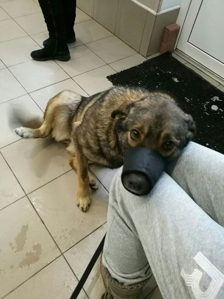 собакасобачка собака