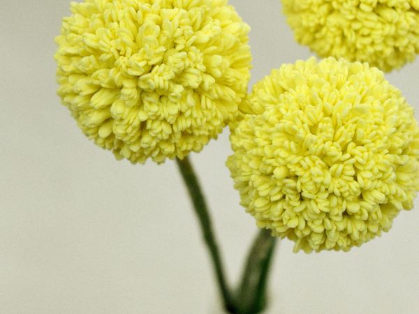 Создаем краспедию из фоамирана | Ярмарка Мастеров - ручная работа, handmade