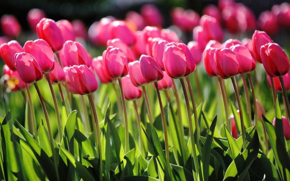 Такие разные тюльпаны. История весеннего цветка, фото № 6