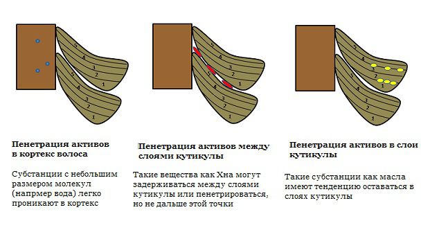Влияние краски на волосы проект Проникновение активных веществ в волос.: Персональные записи в журнале Ярмарки М