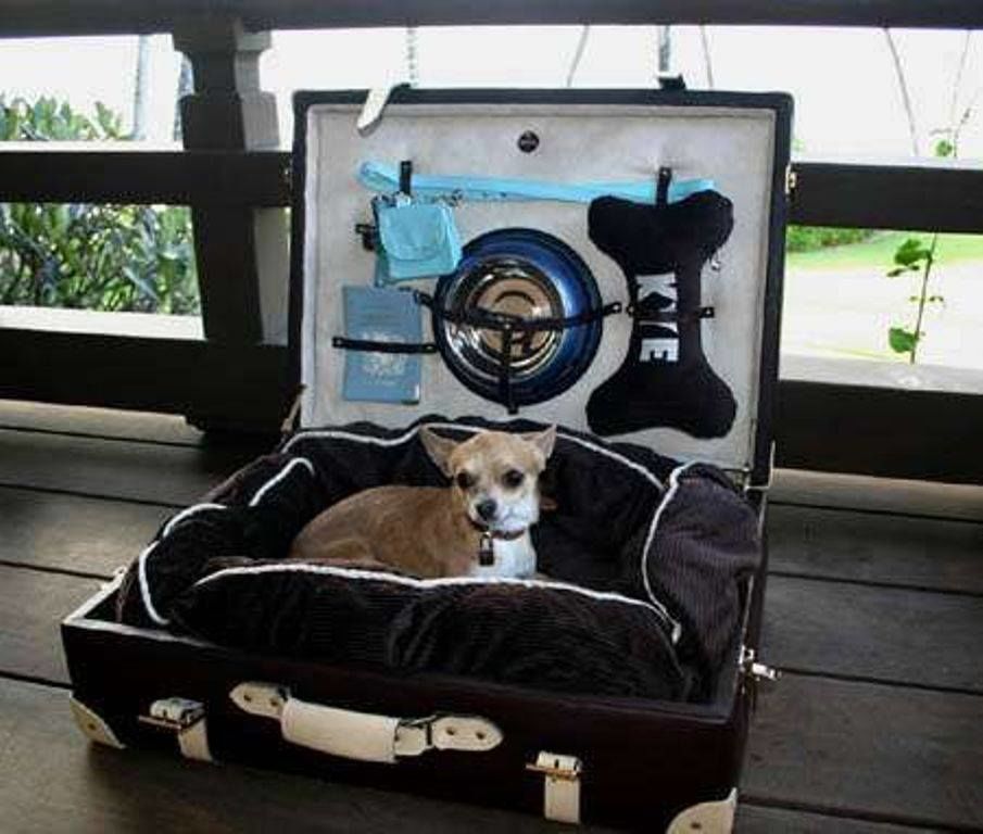 Собака чемодан