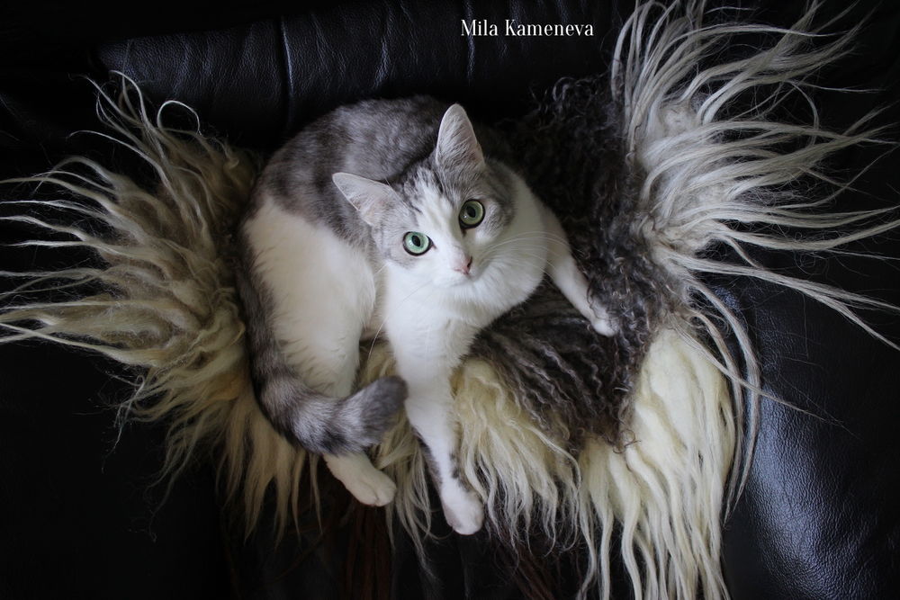 кошки, животные, мастерская, рабочее место, безопасность, мила каменева, mila kameneva, меховые ковры, валяный мех, войлок, валяние кошки, животные, мастерская, рабочее место, безопасность, мила каменева, mila kameneva, меховые ковры, валяный мех, войлок, валяние