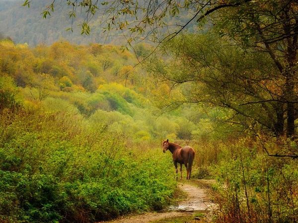 можно затеряться в осени любви, если в душе есть любовь ко всему миру и даже очень многое увидишь прекрасного. такой был понедельник | Ярмарка Мастеров - ручная работа, handmade