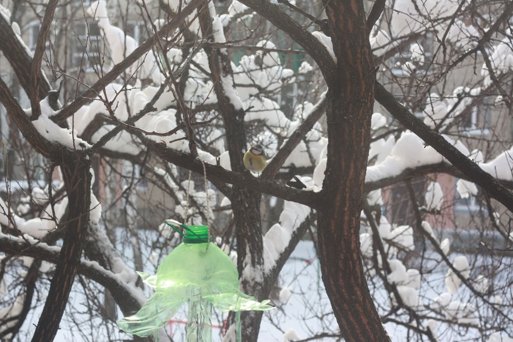 подкормка птиц картинка. подкормка птиц. подкормка птиц зимой эксперимент. корм для зимующих птиц. поползень сало.