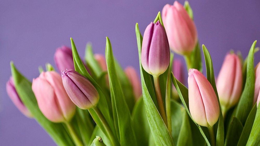 Такие разные тюльпаны. История весеннего цветка, фото № 64 Такие разные тюльпаны. История весеннего цветка, фото № 64