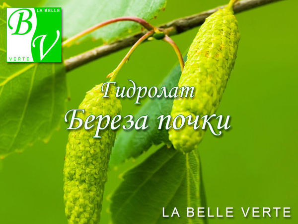 Гидролат почек Берёзы: свойства, способы применения | Ярмарка Мастеров - ручная работа, handmade