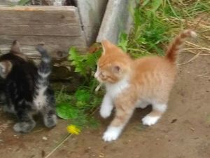 котенок, кошка, кошка ищет дом, надежда, любовь, друг, заботаШанс на жизнь! Прошу перепост! | Ярмарка Мастеров - ручная работа, handmade котенок, кошка, кошка ищет дом, надежда, любовь, друг, забота
