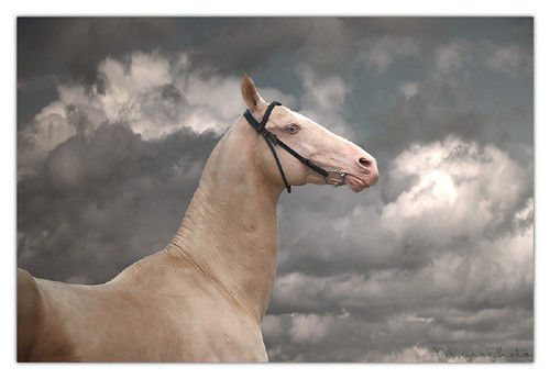 Золотые кони. Необычные масти лошадей, фото № 30