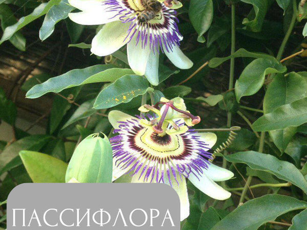 Ботанический разбор цветка Пассифлоры | Ярмарка Мастеров - ручная работа, handmade