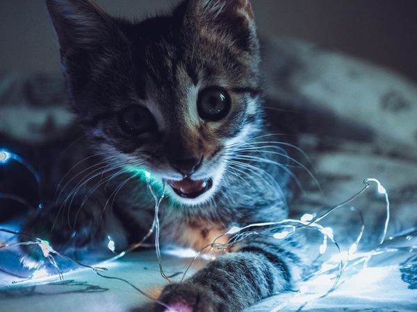 7 неизвестных фактов о гирлянде