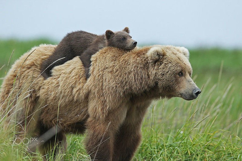 Миша животное фото